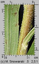 Solidago canadensis (nawłoć kanadyjska)