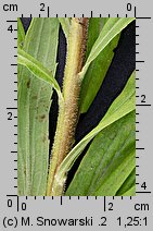 Solidago canadensis (nawłoć kanadyjska)