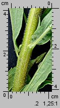 Solidago canadensis (nawłoć kanadyjska)