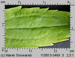 Solidago canadensis (nawłoć kanadyjska)