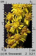 Solidago gigantea (nawłoć późna)