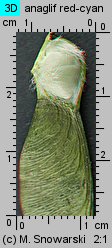 Acer pseudoplatanus (klon jawor)