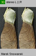 Acer pseudoplatanus (klon jawor)
