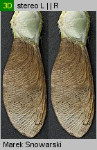 Acer pseudoplatanus (klon jawor)
