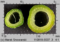 Berula erecta (potocznik wąskolistny)