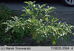 Datura stramonium (bieluń dziędzierzawa)