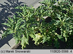 Datura stramonium (bieluń dziędzierzawa)