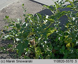 Datura stramonium (bieluń dziędzierzawa)