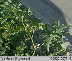 Datura stramonium (bieluń dziędzierzawa)