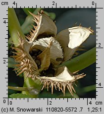 Datura stramonium (bieluń dziędzierzawa)