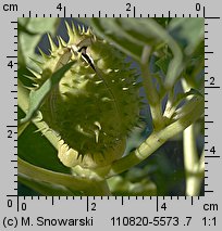 Datura stramonium (bieluń dziędzierzawa)