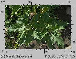 Datura stramonium (bieluń dziędzierzawa)