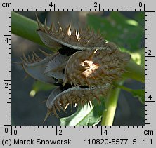 Datura stramonium (bieluń dziędzierzawa)