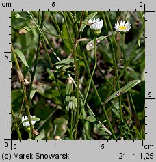 Erigeron annuus ssp. septentrionalis (przymiotno białe północne)