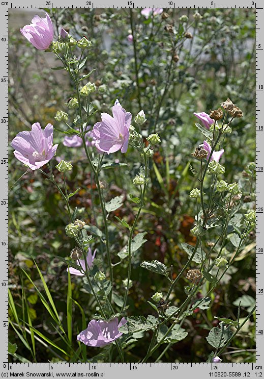 Lavatera thuringiaca (ślazówka turyngska)