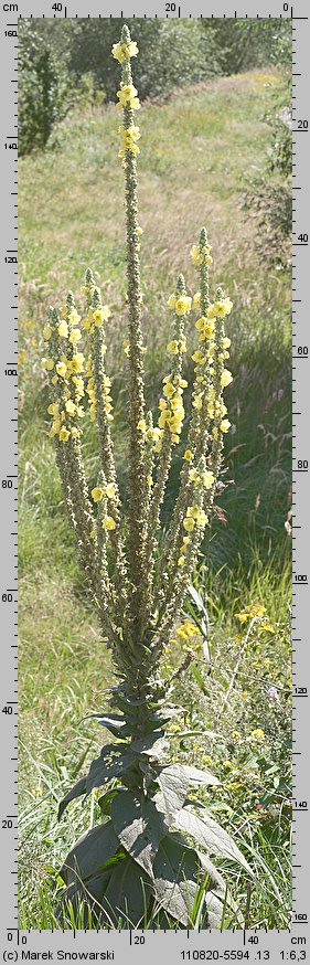 Verbascum densiflorum (dziewanna wielkokwiatowa)