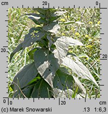 Verbascum densiflorum (dziewanna wielkokwiatowa)