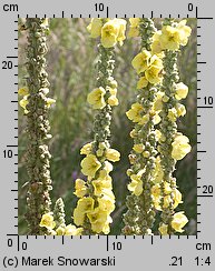 Verbascum densiflorum (dziewanna wielkokwiatowa)