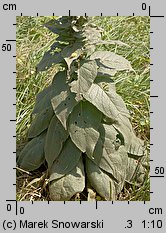 Verbascum densiflorum (dziewanna wielkokwiatowa)