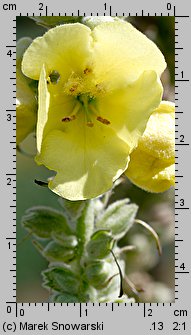 Verbascum densiflorum (dziewanna wielkokwiatowa)