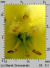 Verbascum densiflorum (dziewanna wielkokwiatowa)