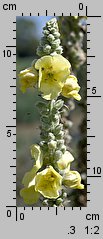 Verbascum densiflorum (dziewanna wielkokwiatowa)