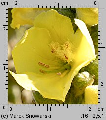 Verbascum densiflorum (dziewanna wielkokwiatowa)