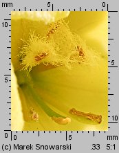 Verbascum densiflorum (dziewanna wielkokwiatowa)