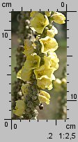 Verbascum densiflorum (dziewanna wielkokwiatowa)