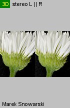 Erigeron annuus ssp. septentrionalis (przymiotno białe północne)