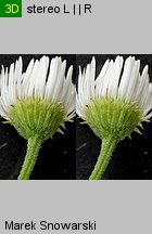 Erigeron annuus ssp. septentrionalis (przymiotno białe północne)