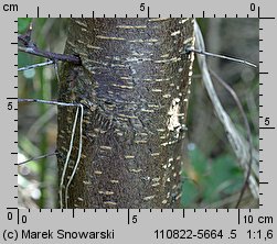 Prunus cerasifera (śliwa wiśniowa)