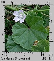 Malva neglecta (ślaz zaniedbany)