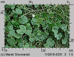 Malva neglecta (ślaz zaniedbany)