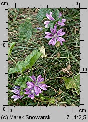 Malva sylvestris (ślaz dziki)