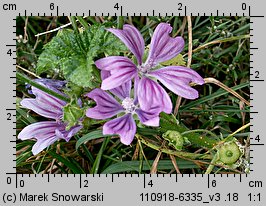 Malva sylvestris (ślaz dziki)