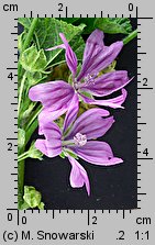 Malva sylvestris (ślaz dziki)