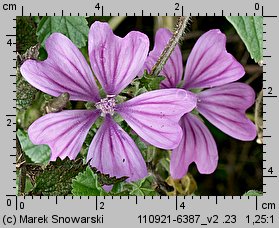 Malva sylvestris (ślaz dziki)