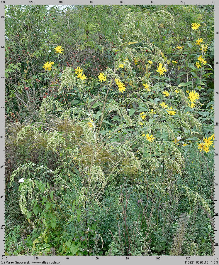 Atriplex nitens (łoboda błyszcząca)