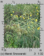 Atriplex nitens (łoboda błyszcząca)