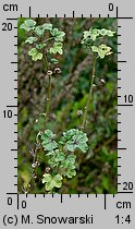 Malva sylvestris (ślaz dziki)