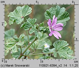 Malva sylvestris (ślaz dziki)