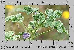 Malva sylvestris (ślaz dziki)