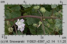 Malva neglecta (ślaz zaniedbany)