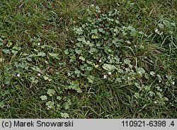 Malva neglecta (ślaz zaniedbany)