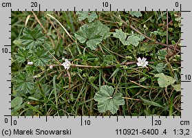 Malva neglecta (ślaz zaniedbany)