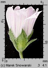 Malva neglecta (ślaz zaniedbany)