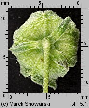 Malva neglecta (ślaz zaniedbany)