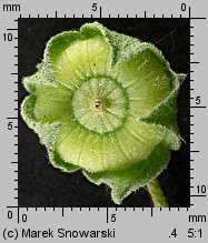 Malva neglecta (ślaz zaniedbany)