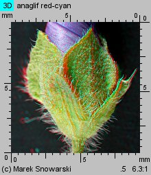 Malva sylvestris (ślaz dziki)
